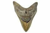 Serrated, Fossil Megalodon Tooth - Huge NC Meg #274752-1